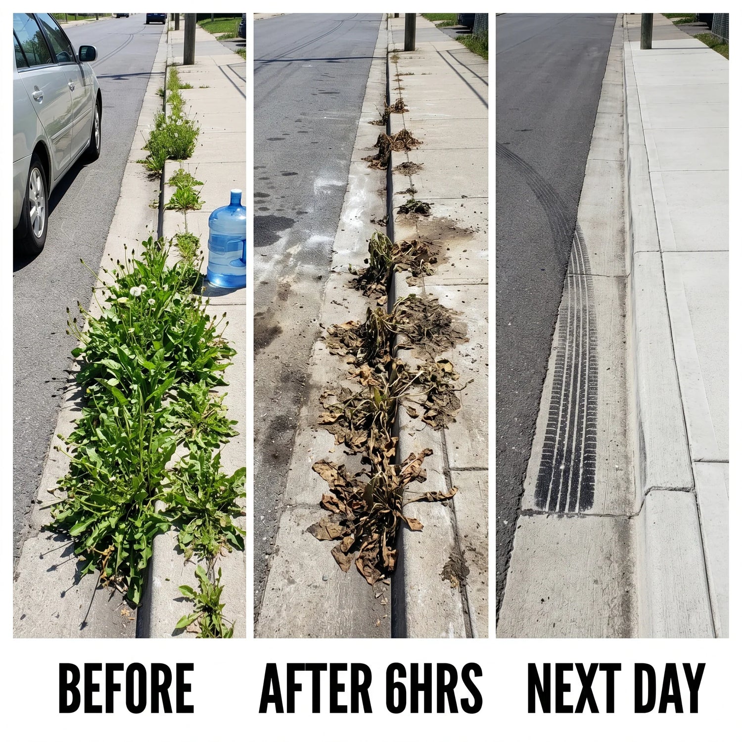 Dandelion transformation timeline